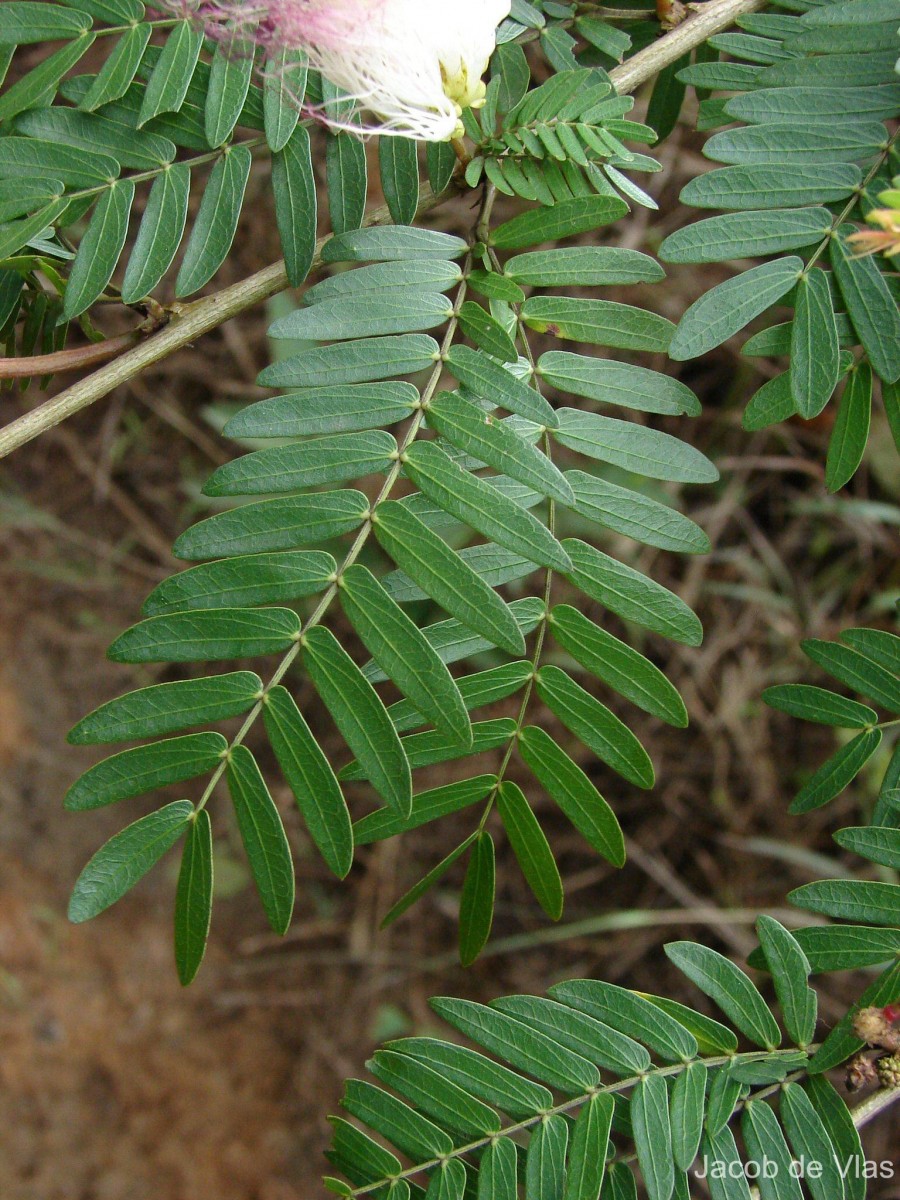 Calliandra surinamensis Benth.